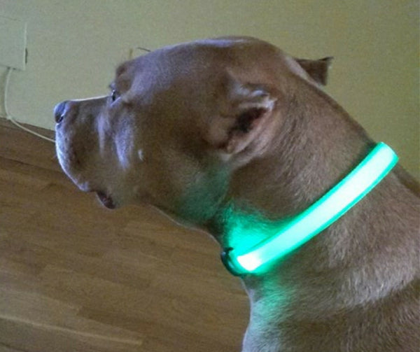 Get A BriteDoggie LED Pet Safety Collar